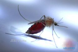 ANTISIPASI DBD : Perburuan Jentik Nyamuk di Jogja Perlu Digalakkan