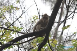 SATWA LIAR BOYOLALI : Satu Lagi Warga Karanggede Diserang Monyet Hingga Terluka Parah di Kepala