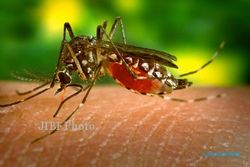 DEMAM BERDARAH SEMARANG : Waspadai DBD dan Malaria saat Kemarau Basah!
