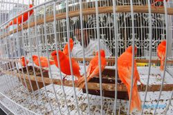 Maling Bobol Patsy Jogja, Puluhan Burung Digasak