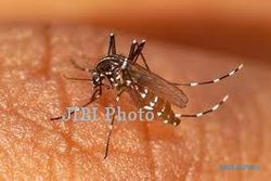 PENYAKIT DBD MADIUN : Siapakah Sasaran Nyamuk Aedes Aegipty di Kecamatan Taman? 