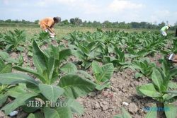Kemarau Basah Hantui Petani Tembakau di Jateng, Risiko Gagal Panen 20%