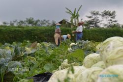 SERANGAN HAMA : Harga Sayuran Terjun Bebas