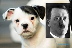 KISAH UNIK : Anjing Ini Berwajah Mirip Adolf Hitler