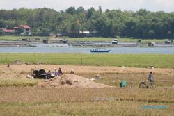KEKERINGAN BOYOLALI : Air Bendung Andong Menyusut, 200 Hektare Sawah Tak Teraliri