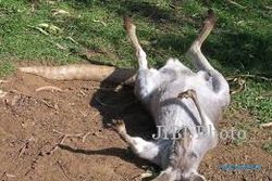 Tragis, 14 Kanguru Ragunan Mati karena Diserang Anjing