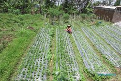   MUSIM HUJAN : Petani Sayur Karangpandan Karanganyar Merugi