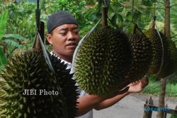 Petani Kokap Butuh Kontes Durian