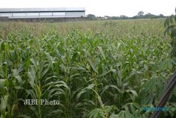 INVESTASI SUKOHARJO : Harga Tanah di Grogol Solo Baru Capai Rp25 Juta/Meter Persegi