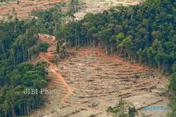  Indonesia Produsen CPO dan Deforestasi Terbesar Dunia