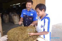 PETANI TEMBAKAU : APTI Tuntut Pemerintah Terapkan Disparitas Cukai Rokok