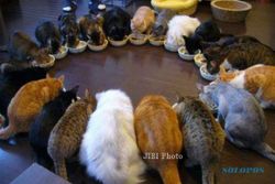 KISAH UNIK : Demi 121 Kucing, Pria Ini Nekat Mencuri