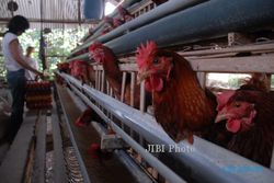 PETERNAKAN GUNUNGKIDUL : Ayam Masuk dan Keluar Kandang Sulit Dipantau
