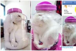 Masukkan Kucing dalam Toples, Gadis Ini Terancam Dibui