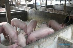 PENCEMARAN LINGKUNGAN : Limbah Babi Tak Diolah, Warga Minta Peternakan Ditutup