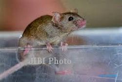 PERTANIAN MAGETAN : Tikus Serang Tanaman Ketela di Sidorejo, Petani Merugi