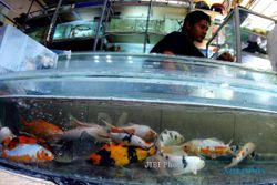PENATAAN PASAR : Enggan Pindah, Pedagang Ikan Hias Somasi DPP