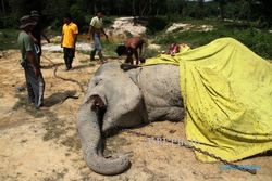 46 Gajah Mati Misterius dalam 3 Tahun   