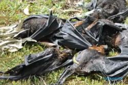 KISAH MISTERI : Ribuan Kelelawar Jatuh dari Langit Australia