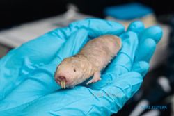 INFO MEDIS : Obat Kanker Ditemukan di Tubuh Tikus Mol