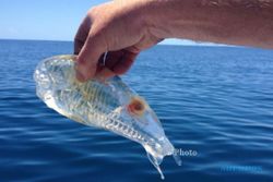 MAKHLUK ANEH : Pemancing Selandia Baru Tangkap Ikan Transparan