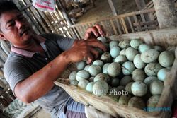 FOTO TELUR BEBEK : Menata Telur Bebek