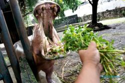 POLEMIK KBS : Pengelolaan Kebun Binatang Surabaya Diserahkan pada Wali Kota