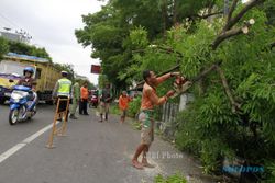 FOTO POHON AMBRUK : Memotong Dahan Pohon