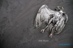 FOTO BURUNG MATI : Burung Mati Terkena Abu Vulkanik Gunung Sinabung