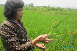 HAMA PADI : Belasan Hektare Padi di Kulonprogo Diserang Wereng Putih