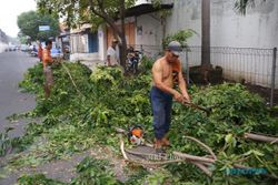 KAWASAN HIJAU : Wacana Perda Penebangan Pohon Digulirkan