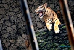 KISAH TRAGIS : Petani Diterkam Harimau Sumatra, Tinggal Tulang Belulang