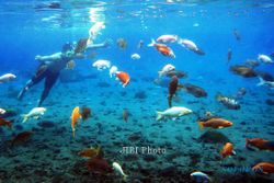 WISATA KLATEN : Masih Libur, Yuk Snorkeling di Umbul Ponggok Klaten