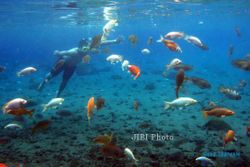 WISATA KLATEN : Sensasi Berenang Bersama Ikan di Umbul Ponggok