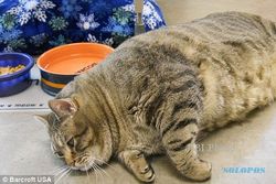 KISAH UNIK : Kegemukan, Kucing Ini Diminta Diet Rendah Kalori