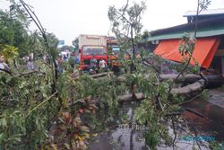 HUJAN DERAS SOLORAYA : Angin Kencang, Pepohonan di Sukoharjo Bertumbangan