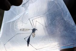 FOTO NYAMUK RAKSASA  : 20 Kali Lebih Besar Dari Nyamuk Normal 