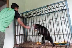 PERDAGANGAN SATWA ILEGAL : Dokter Hewan Berniat Lepaskan Beruang Madu di Taman Margasatwa