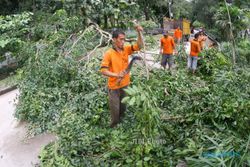 MUSIM PENGHUJAN : Antisipasi Pohon Tumbang, DKP Surabaya Siagakan 500 Personel