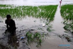 BANJIR BANTUL : Padi Terendam banjir, Biaya Panen Membengkak
