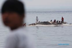 FOTO BANGKAI IKAN PAUS : Ditemukan Nelayan 