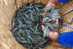 BANJIR BANTUL : Banjir Tak Bikin Bantul Kekurangan Produksi Ikan