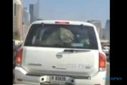 Bawa Singa di Mobil, Pengemudi Ini Bikin Heboh Jalanan Dubai