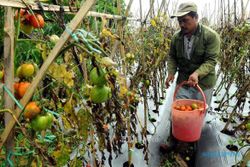 FOTO PANEN TOMAT : Produksi Tomat Turun Gara-Gara Hujan