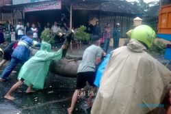 FOTO JURNALISME WARGA : Ini Aksi Warga Solo Evakuasi Pohon Tumbang Pascahujan Deras
