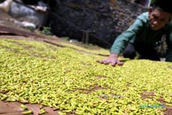 PERTANIAN WONOGIRI : Ini Penyebab Produksi Cengkih di Wonogiri Menurun