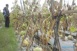 DAMPAK HUJAN ABU : Petani Melon Karangasem Rugi Puluhan Juta