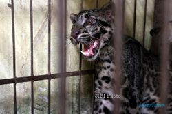 FOTO MACAN TERTANGKAP : Hiii! Macan Dahan Masuk Rumah Makan