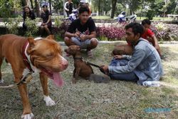 FOTO SOLO PIBULL COMUNITY : Pemilik Pitbull Kumpul di Monumen Banjarsari
