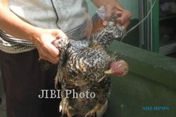 Sejumlah Ayam di Selomartani Mati Mendadak